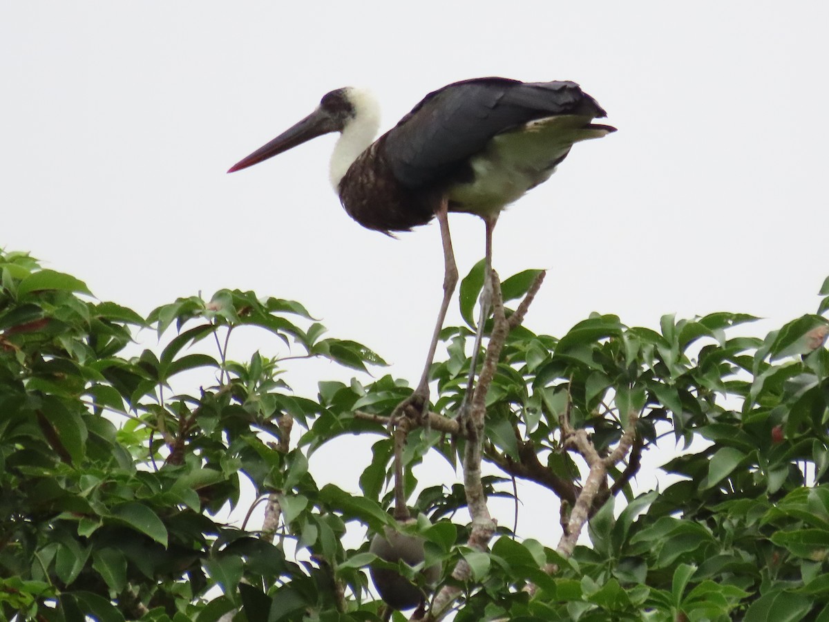 African Woolly-necked Stork - ML615253890