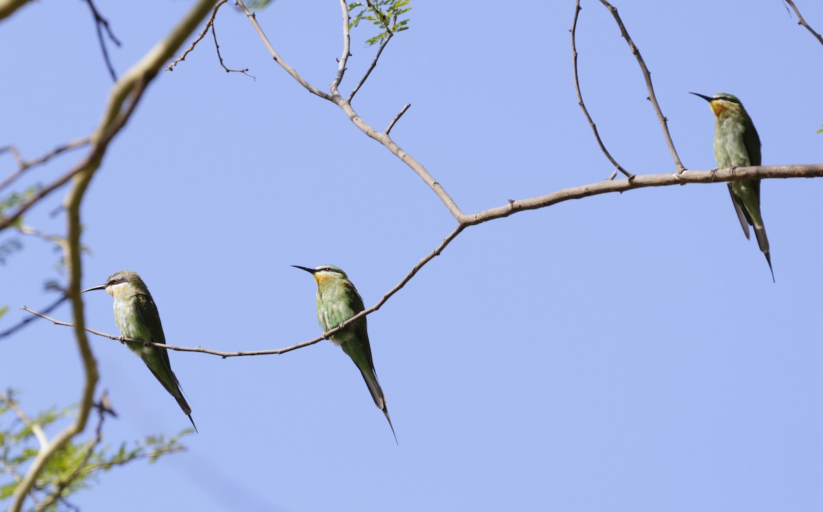 Blue-cheeked Bee-eater - ML615253907