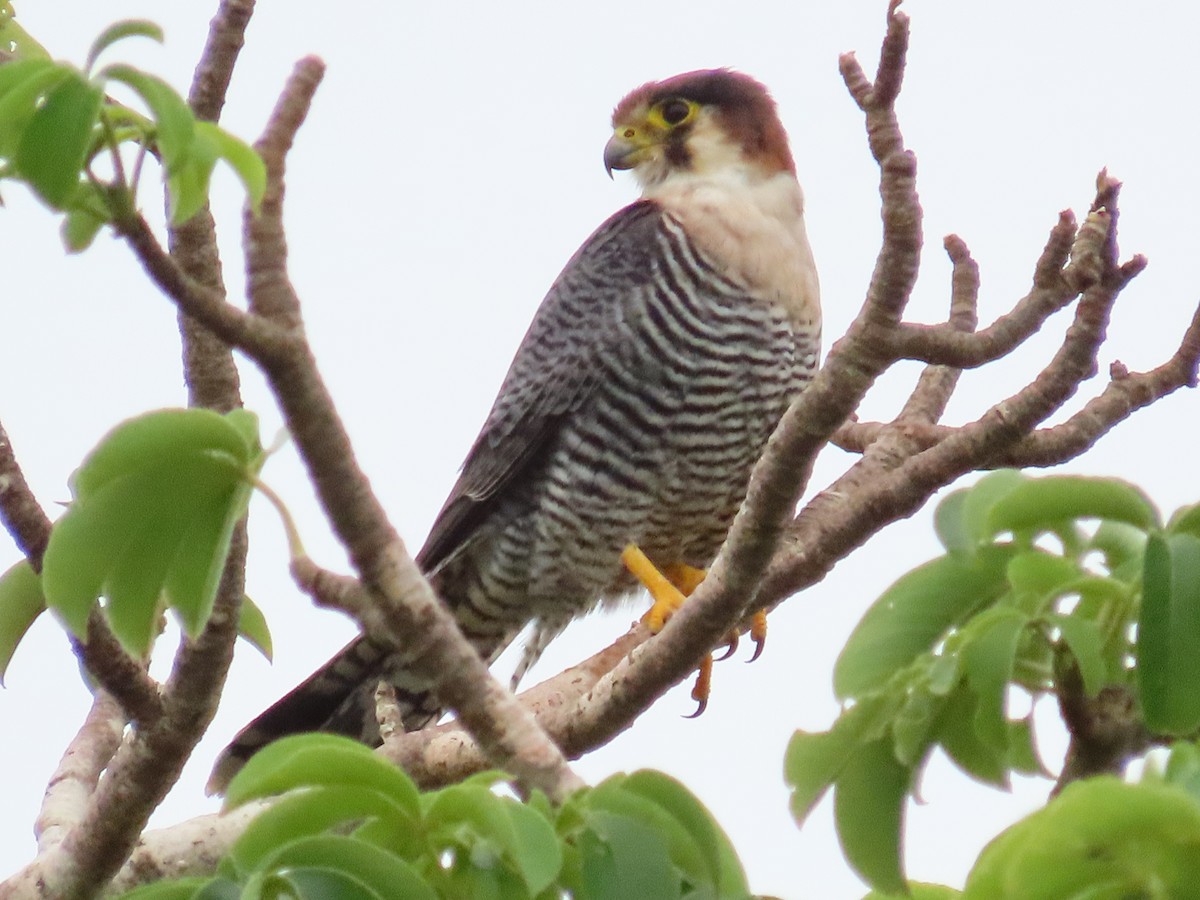Red-necked Falcon - ML615253911