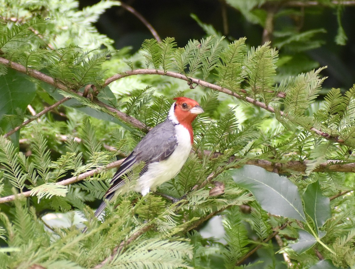 Red-crested Cardinal - ML615253974