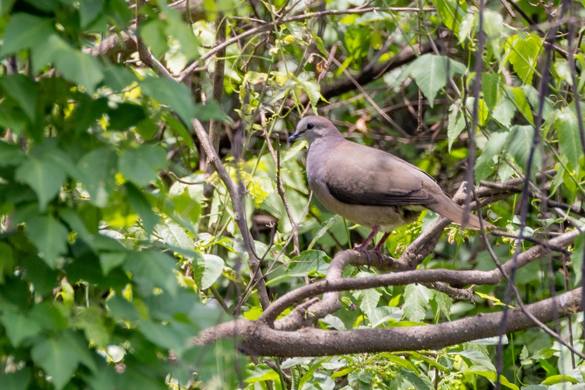 Large-tailed Dove - ML615254174