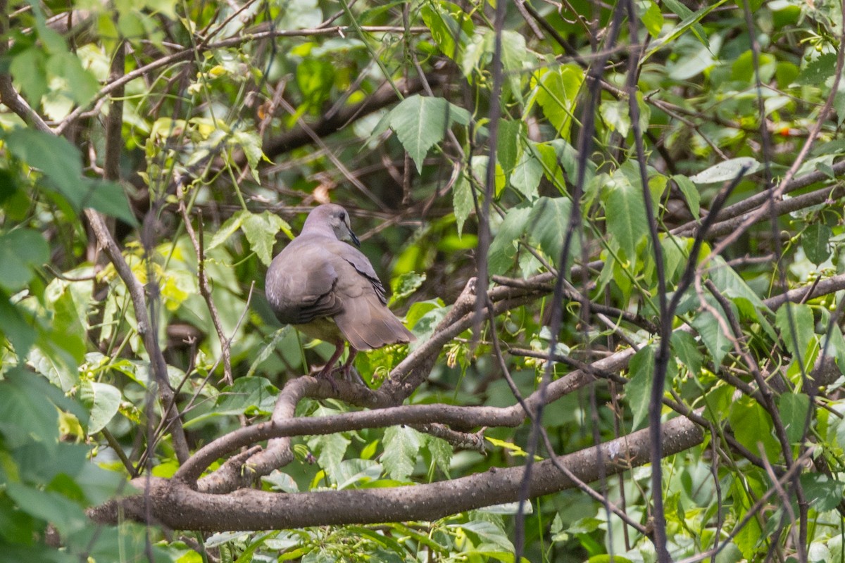Large-tailed Dove - ML615254175