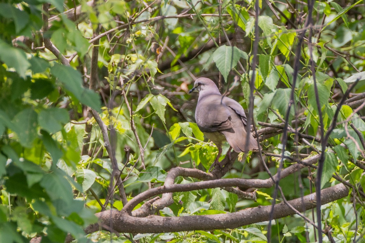Large-tailed Dove - ML615254176