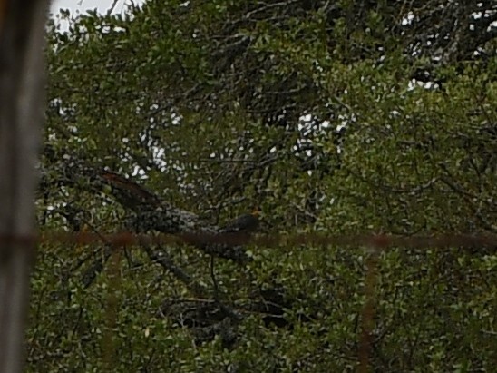 Golden-fronted Woodpecker (Northern) - ML615254179