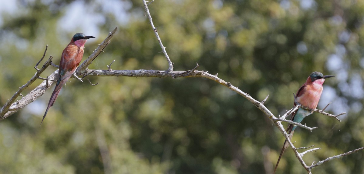 Southern Carmine Bee-eater - ML615254418