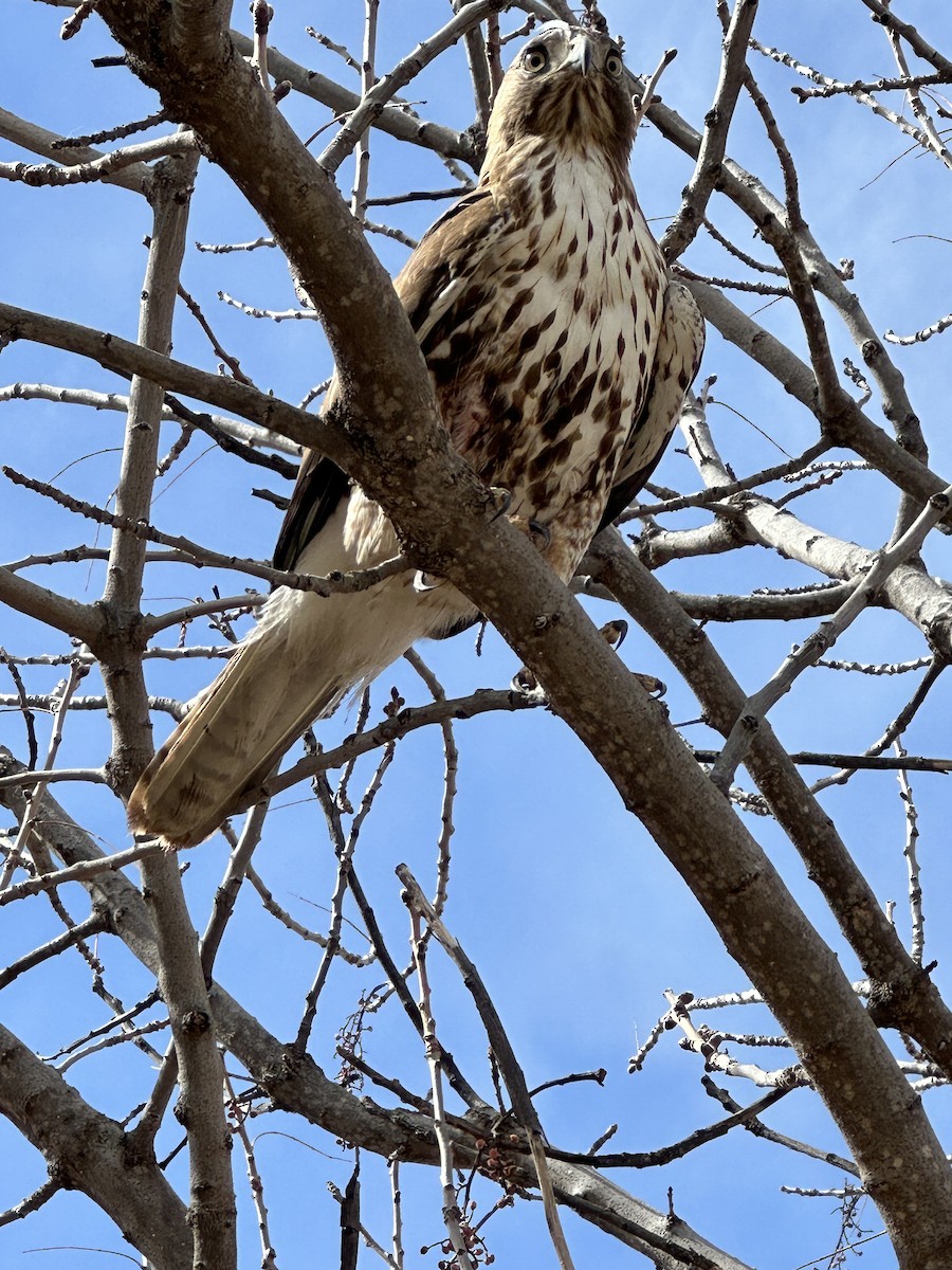 Red-tailed Hawk - ML615254420
