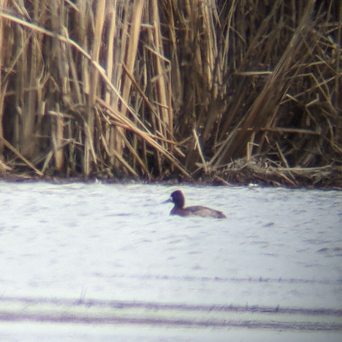eBird Checklist 24 Feb 2024 Bolton Flats WMABolton 32 species