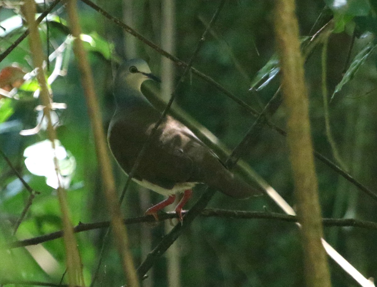 Gray-headed Dove (Brown-backed) - ML615254477