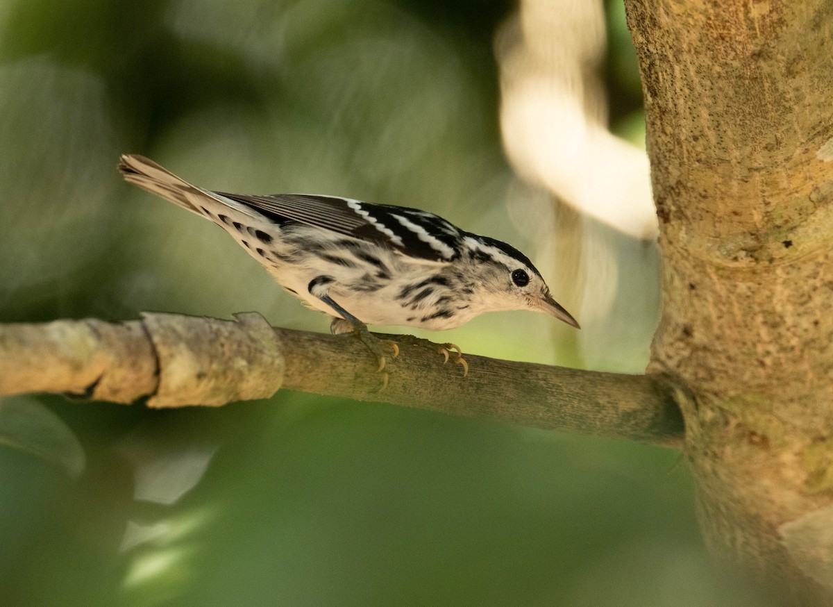 Black-and-white Warbler - ML615254491
