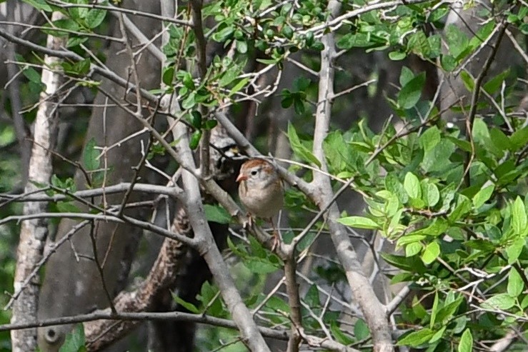 Field Sparrow - ML615254558