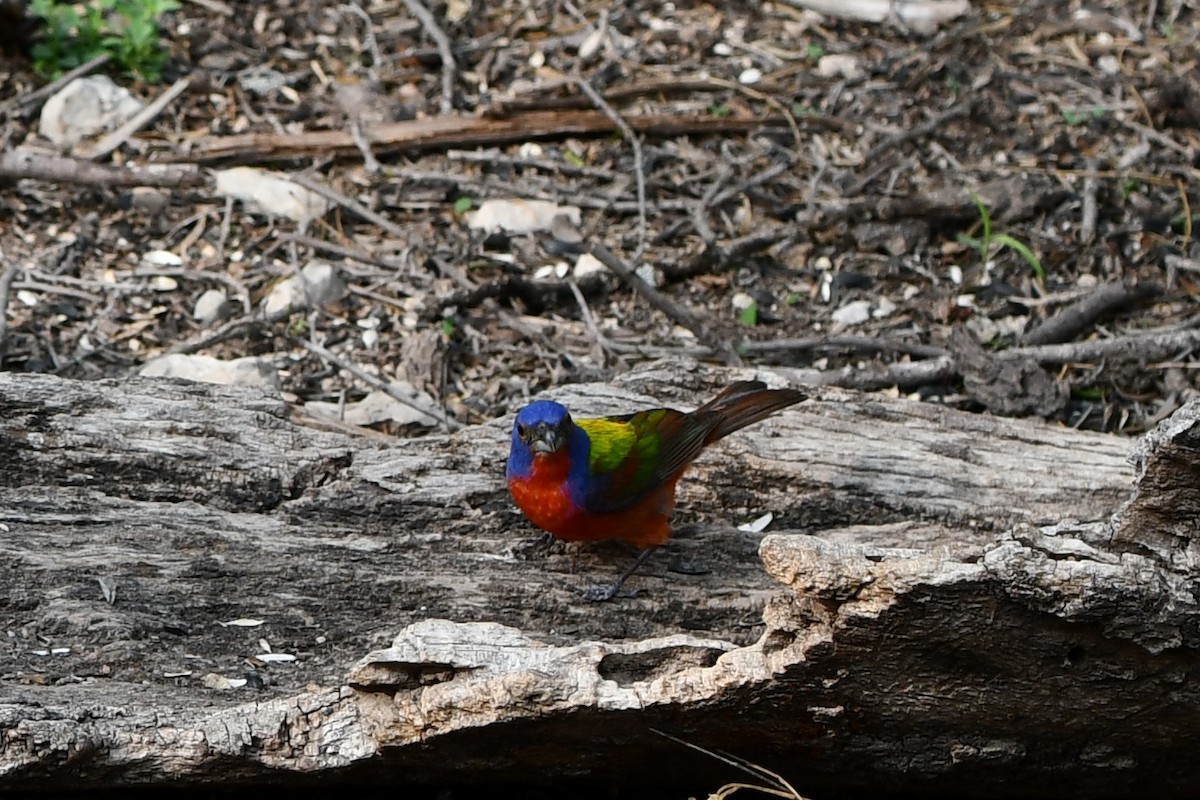 Painted Bunting - Jeremy Collison