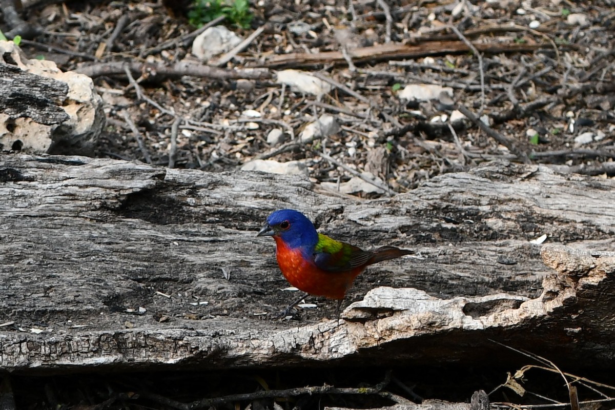 Painted Bunting - ML615254574