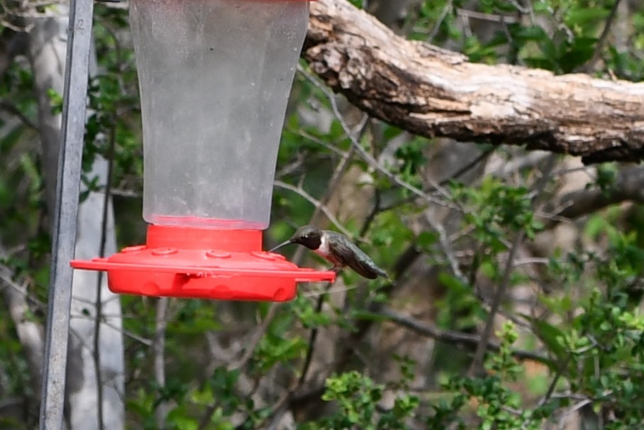 Black-chinned Hummingbird - ML615254587