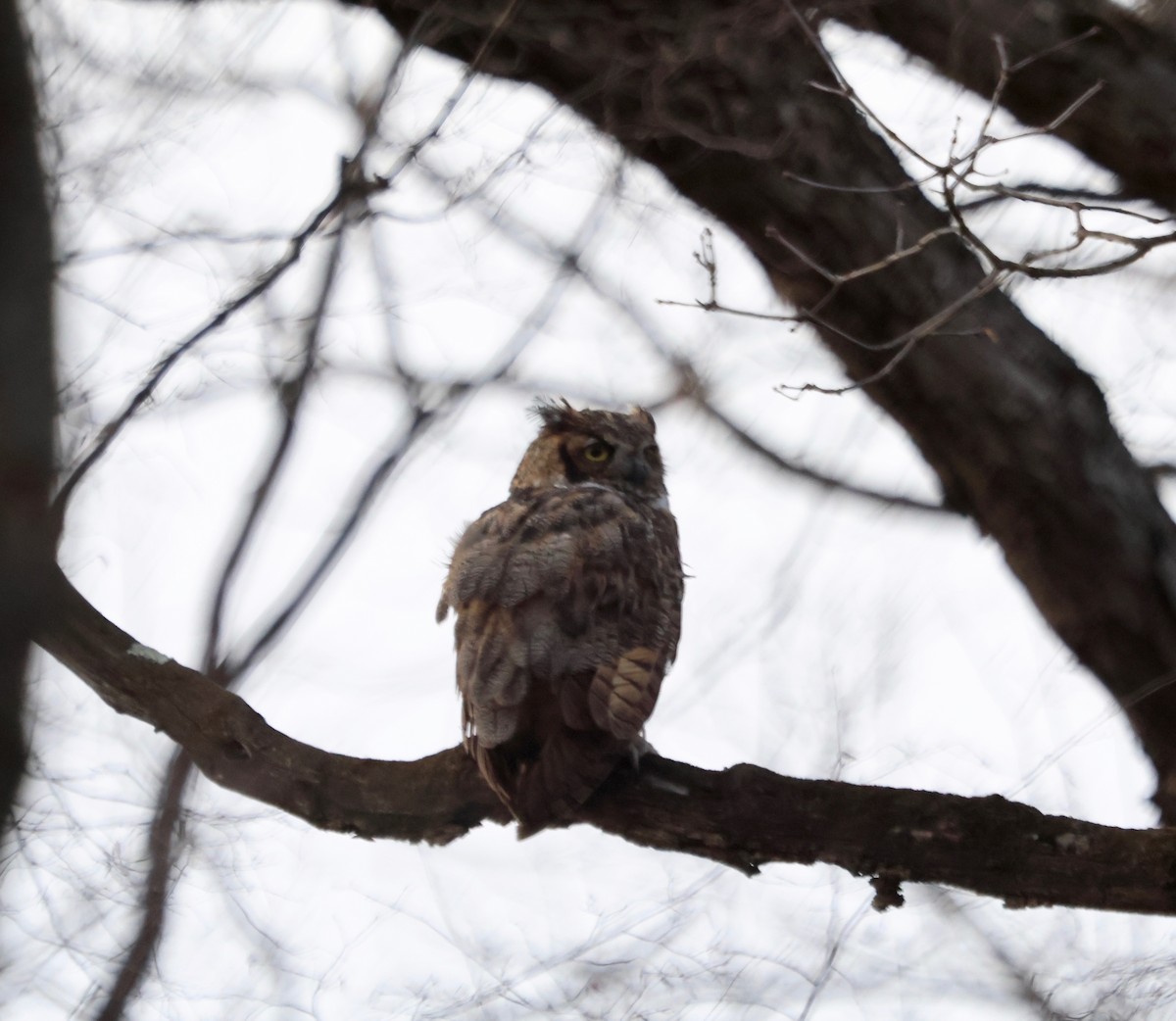 Great Horned Owl - ML615254643