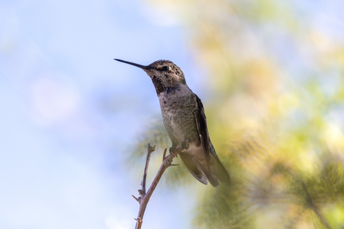 Anna's Hummingbird - ML615254657