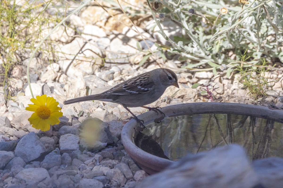 White-crowned Sparrow - ML615254691