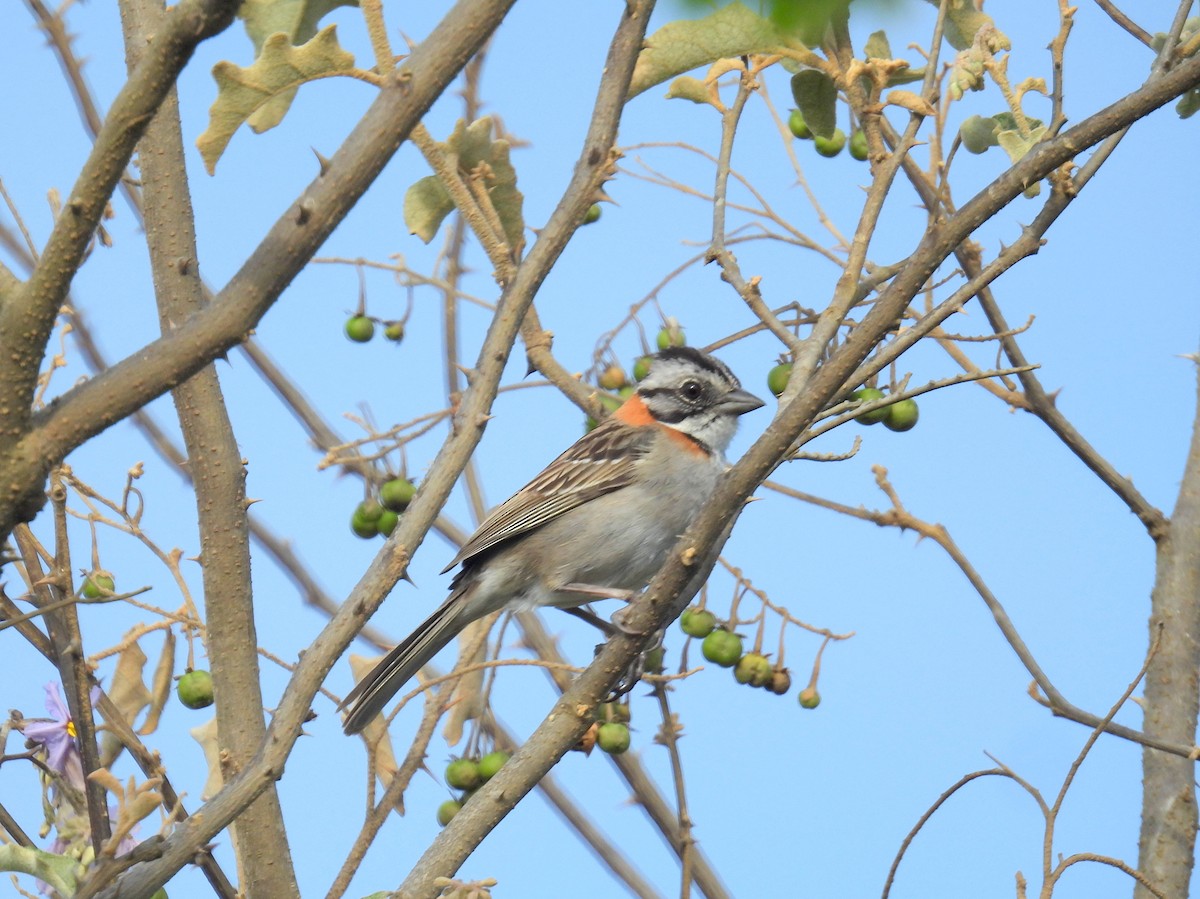 Rufous-collared Sparrow (Rufous-collared) - ML615254937