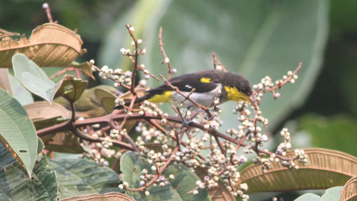 Yellow-backed Tanager - ML615255135