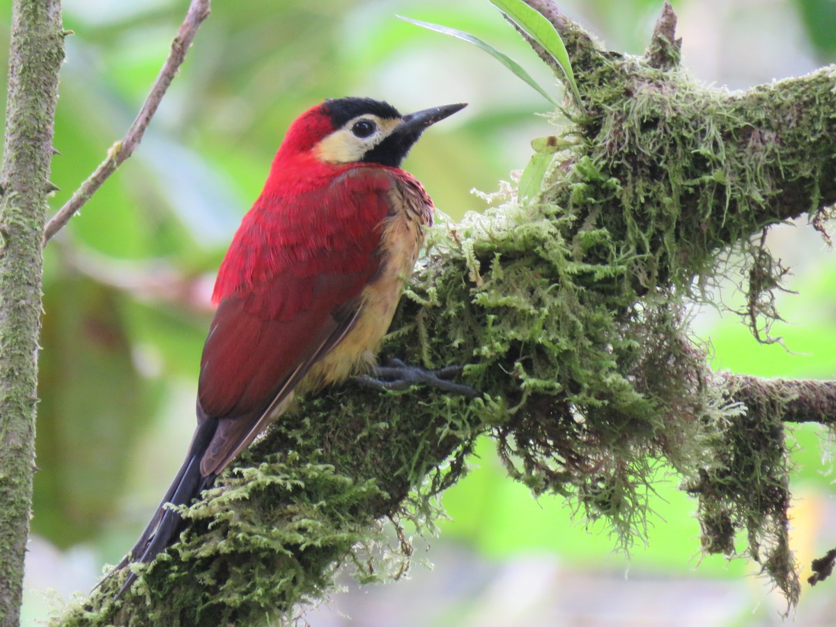 Crimson-mantled Woodpecker (Crimson-mantled) - ML615255218