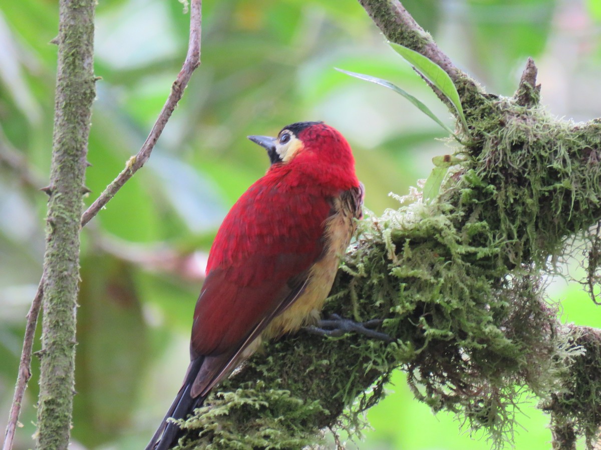 Crimson-mantled Woodpecker (Crimson-mantled) - Alec Humann