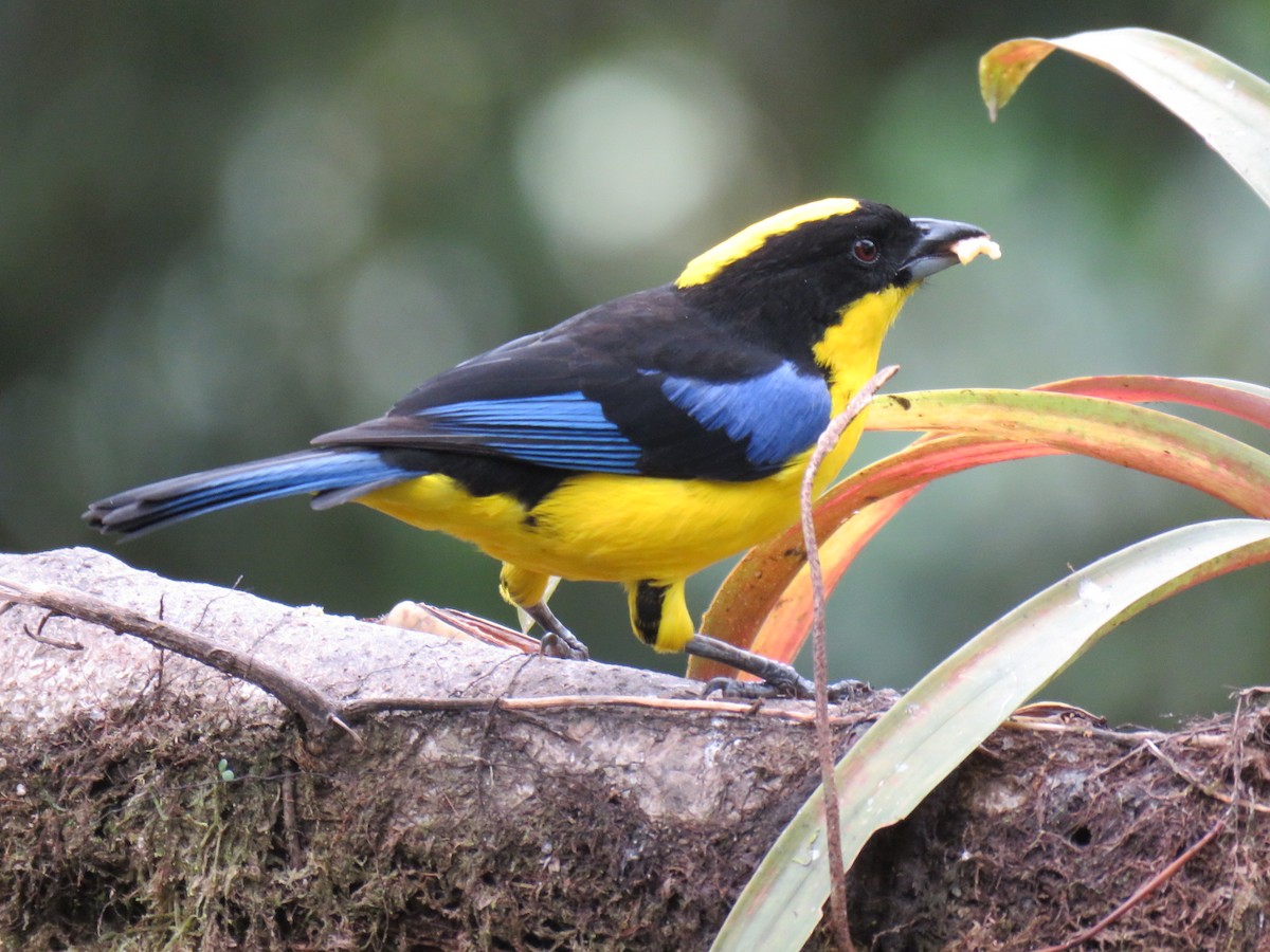Blue-winged Mountain Tanager (Blue-winged) - ML615255325
