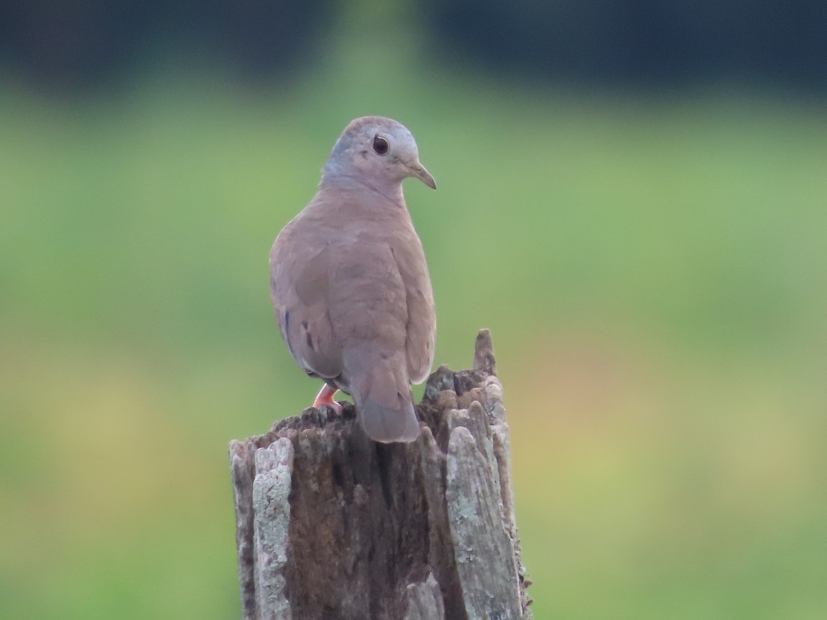 Plain-breasted Ground Dove - ML615255362