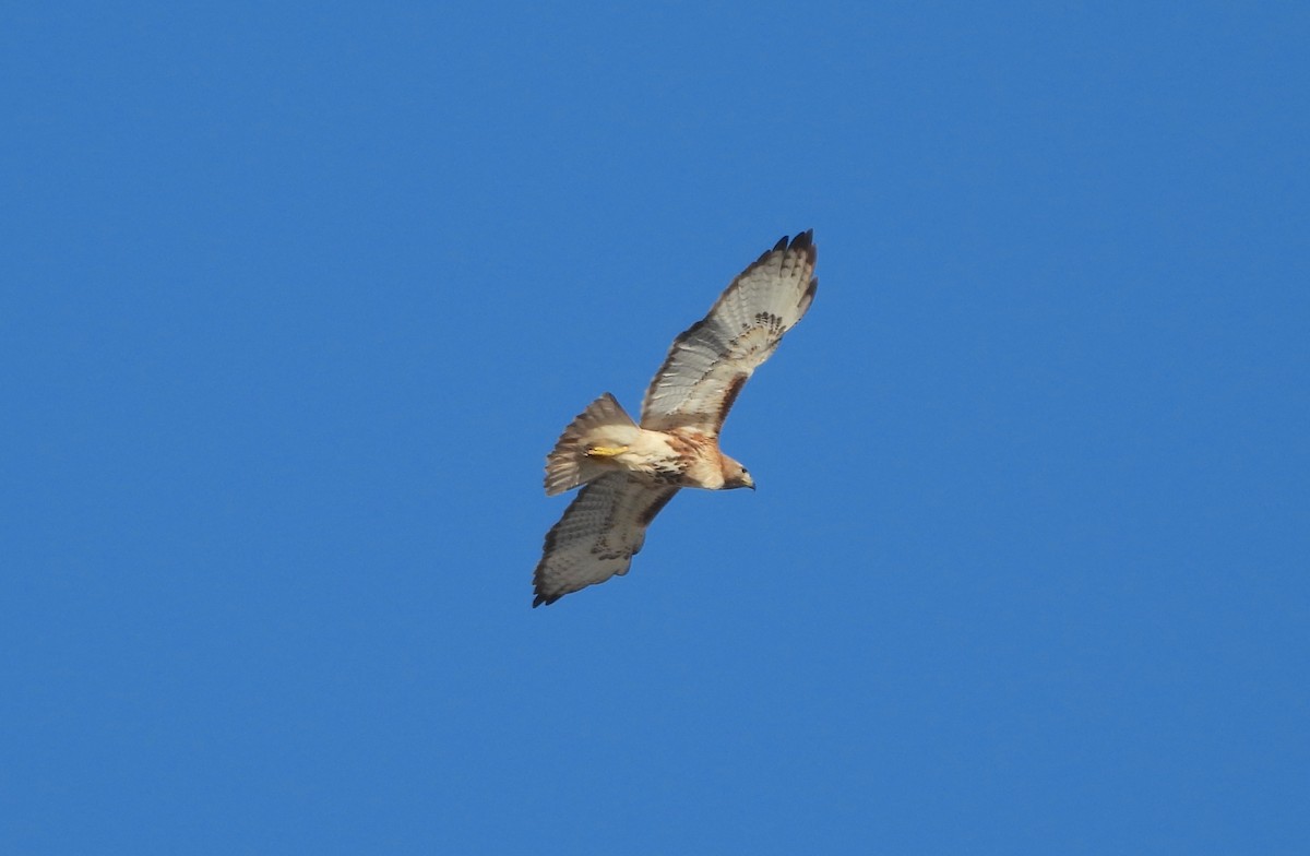 Red-tailed Hawk (jamaicensis) - ML615255459