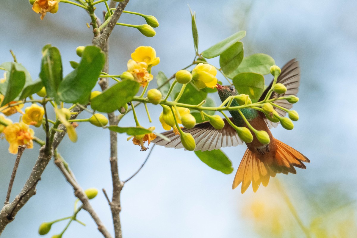 Buff-bellied Hummingbird - Thibaut RIVIERE