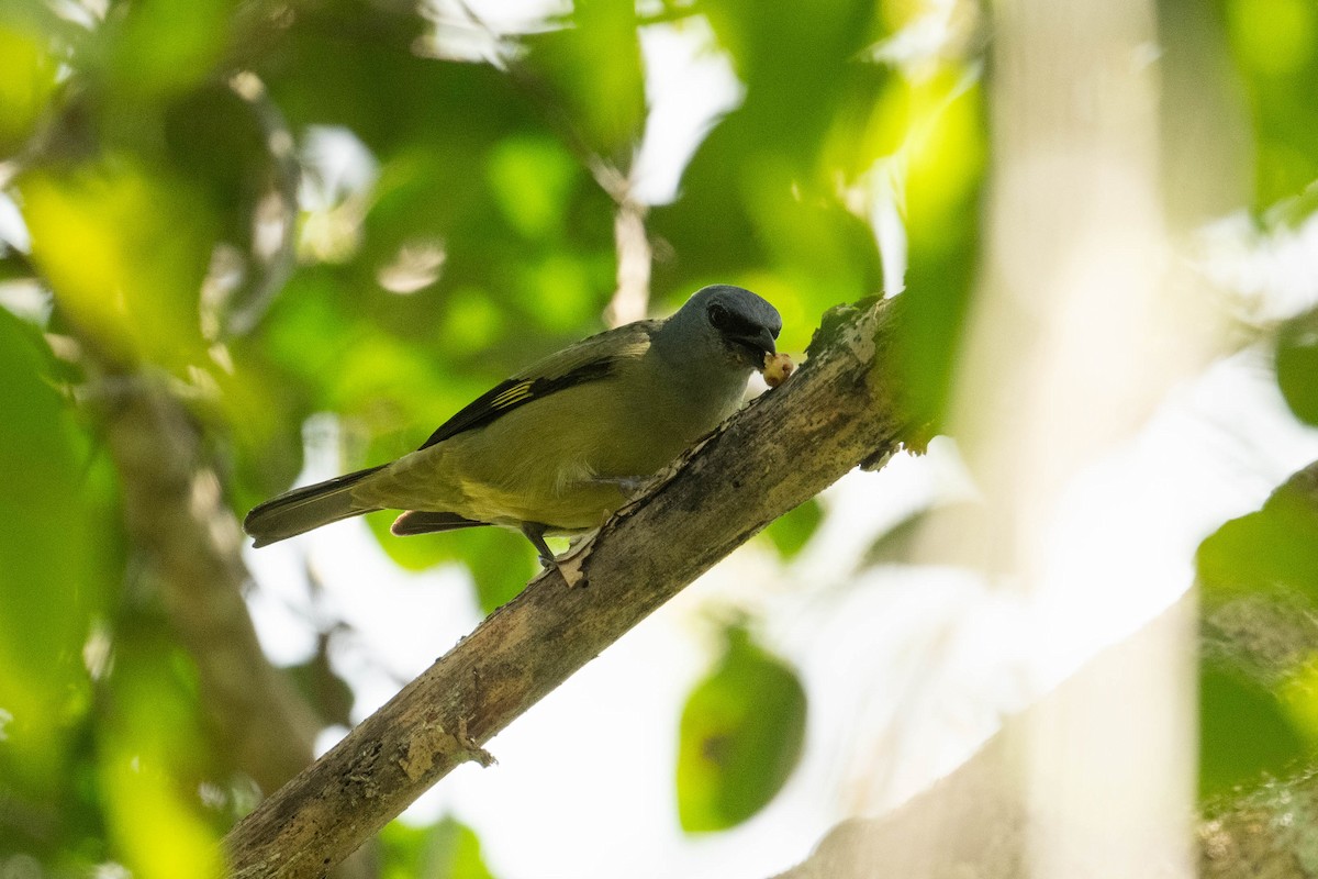 Yellow-winged Tanager - Thibaut RIVIERE