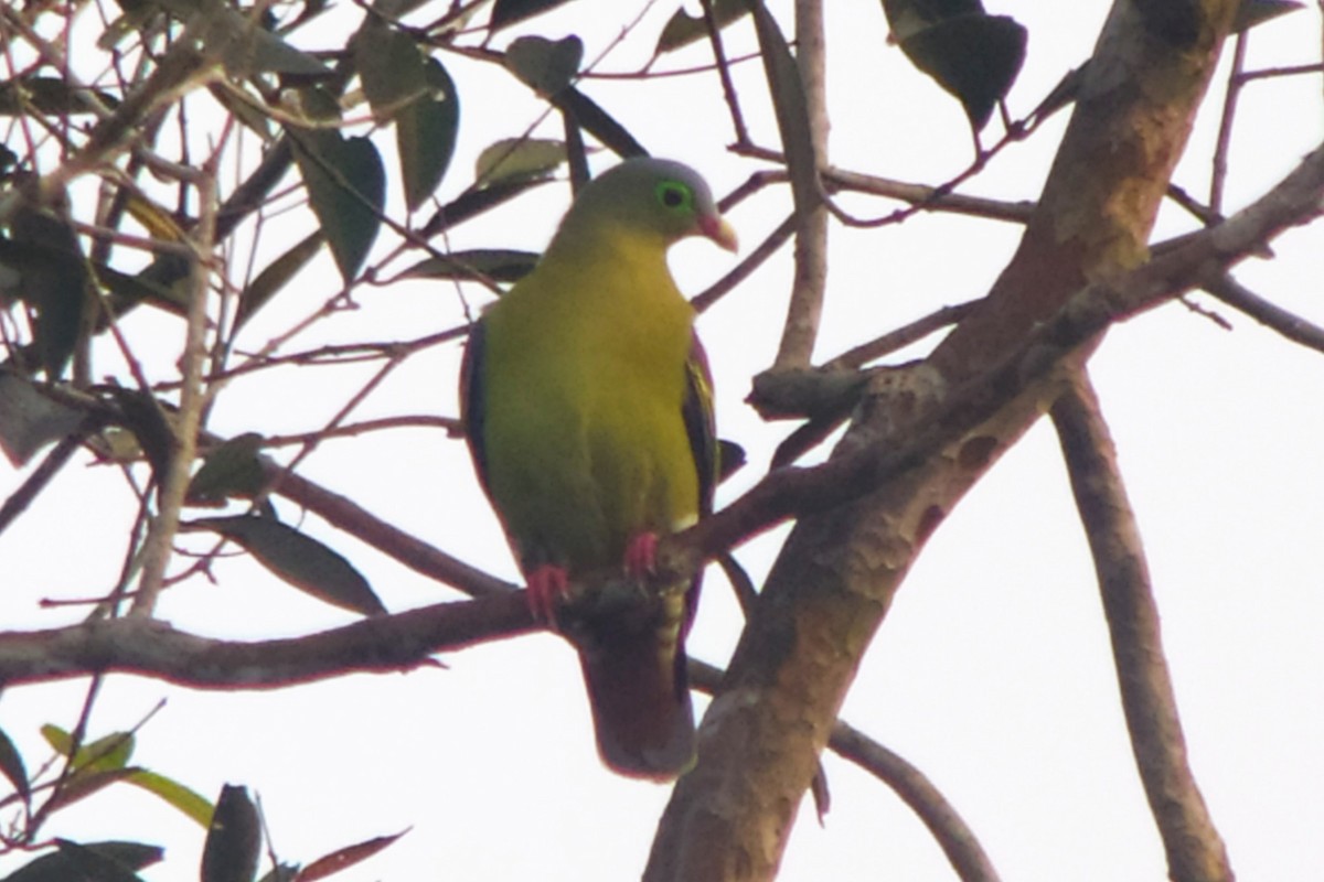 Thick-billed Green-Pigeon (Thick-billed) - ML615255581