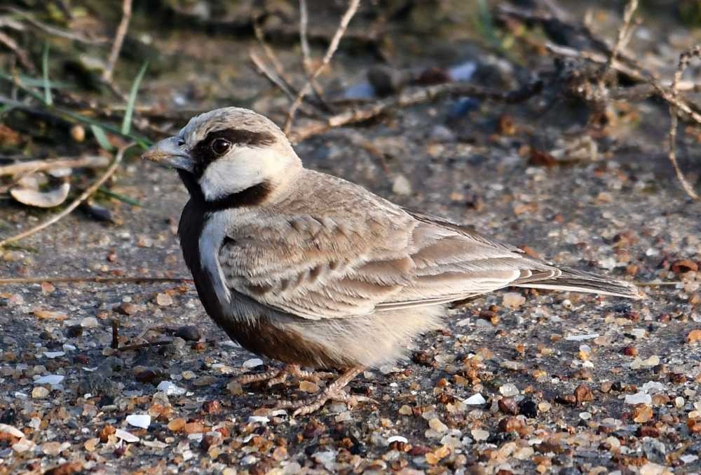 Ashy-crowned Sparrow-Lark - ML615255639