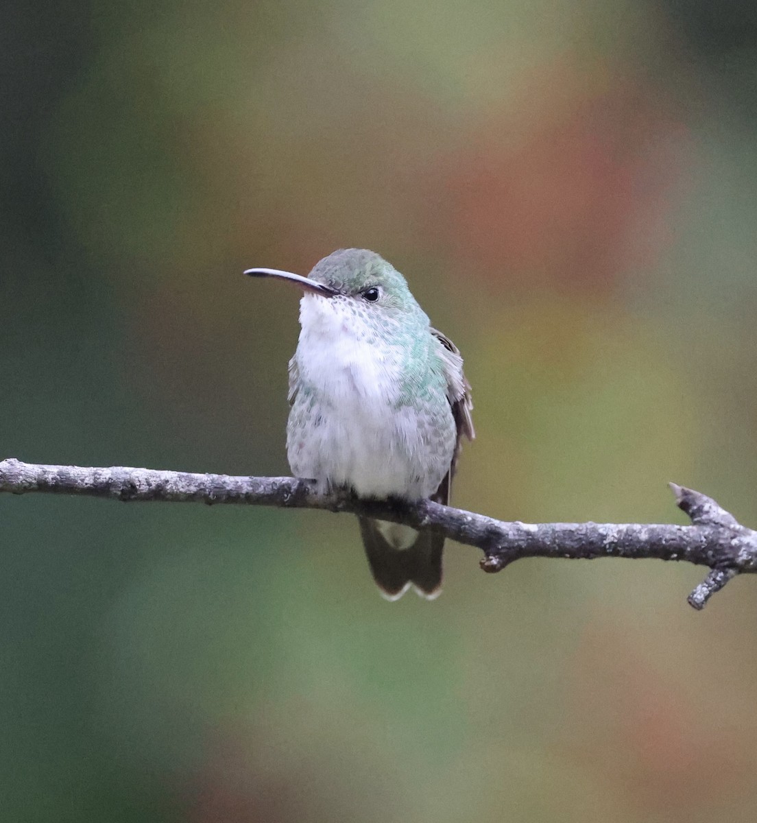 Green-and-white Hummingbird - ML615255870