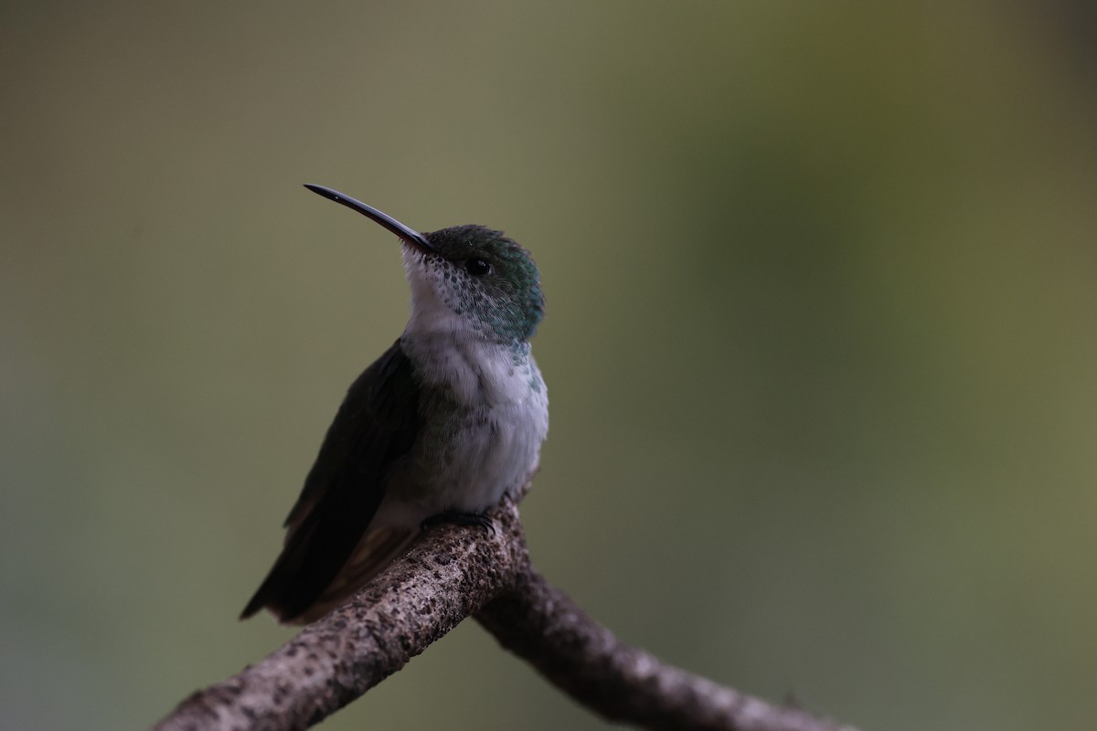 kolibřík zelenobílý - ML615255871