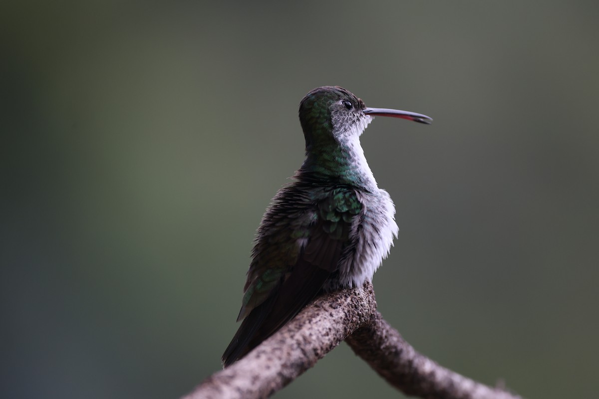 kolibřík zelenobílý - ML615255873