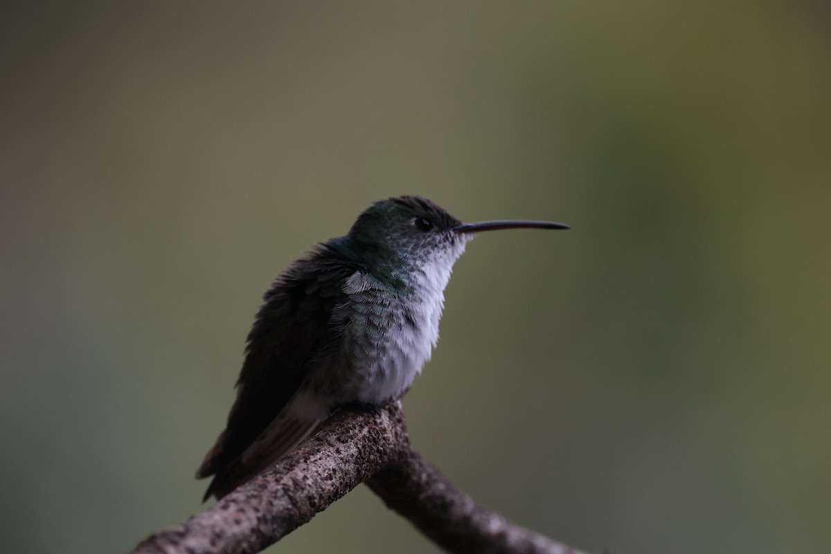 kolibřík zelenobílý - ML615255874