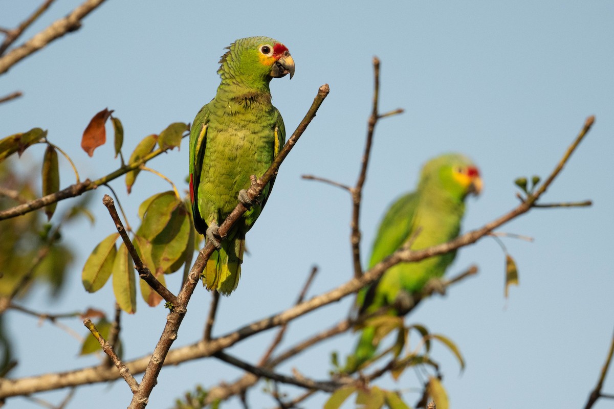 Red-lored Parrot - ML615255988