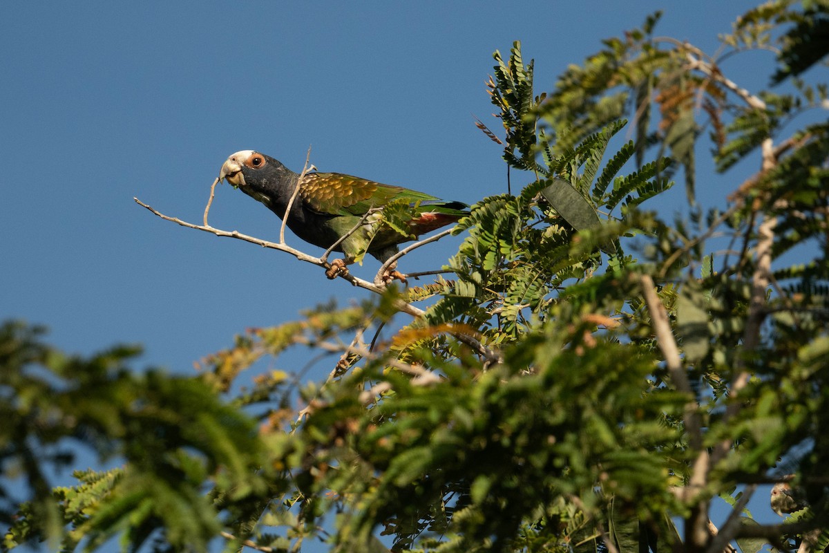White-crowned Parrot - ML615256011
