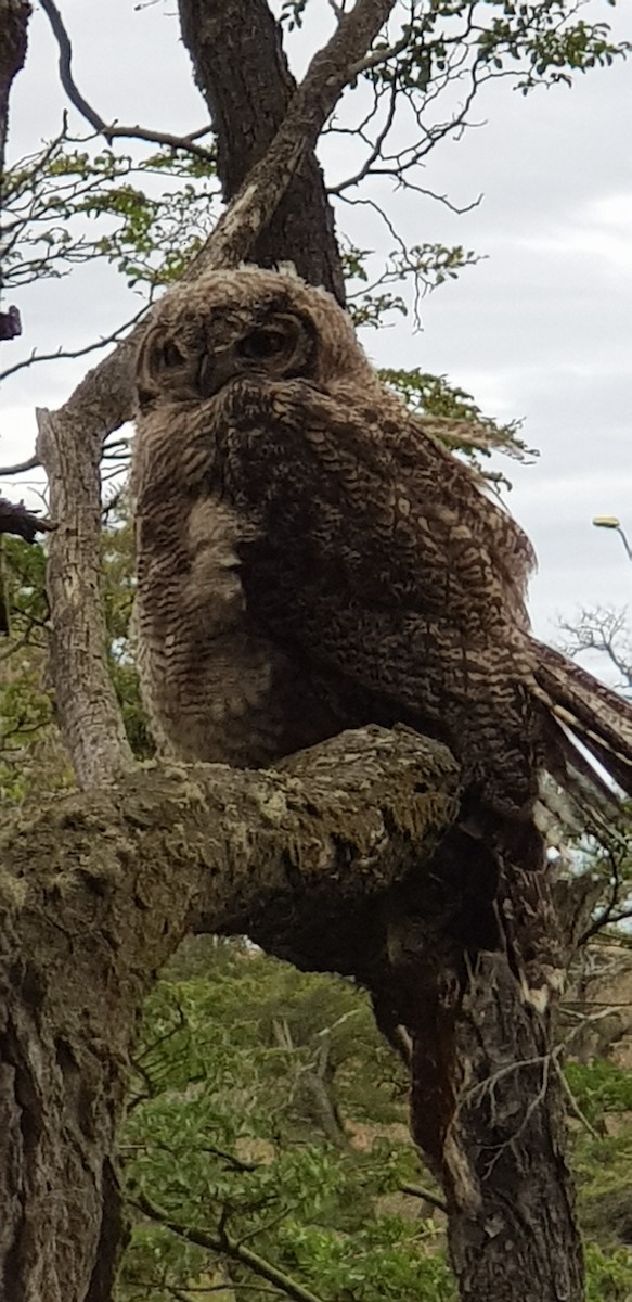 Lesser Horned Owl - ML615256098