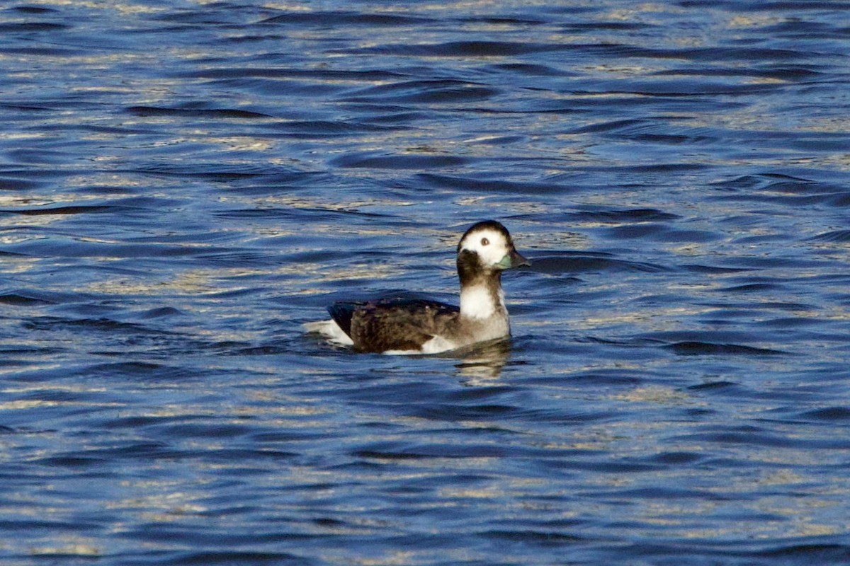 Long-tailed Duck - ML615256206