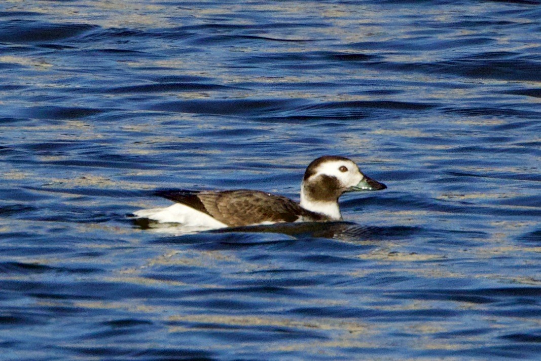 Long-tailed Duck - ML615256220