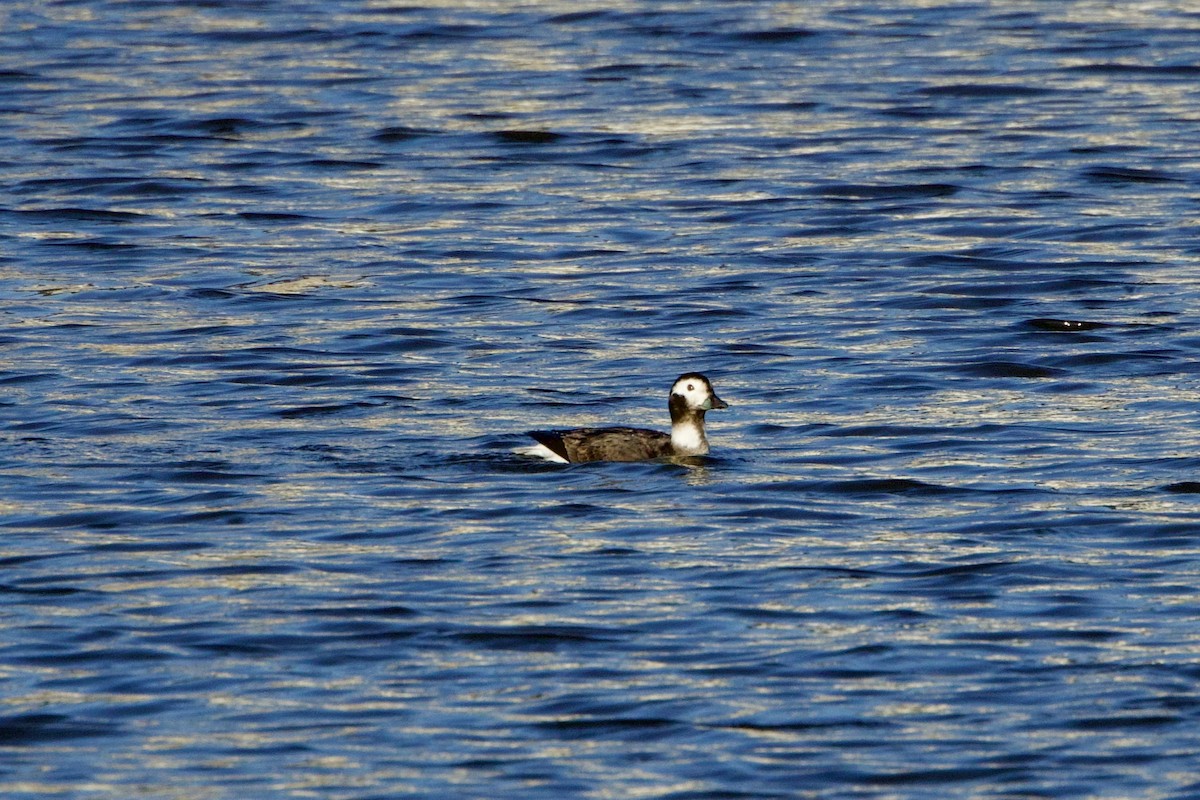 Long-tailed Duck - ML615256240