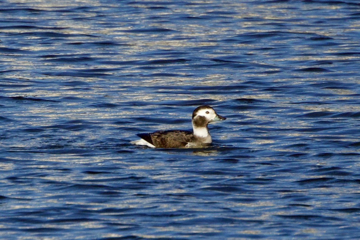 Long-tailed Duck - ML615256260