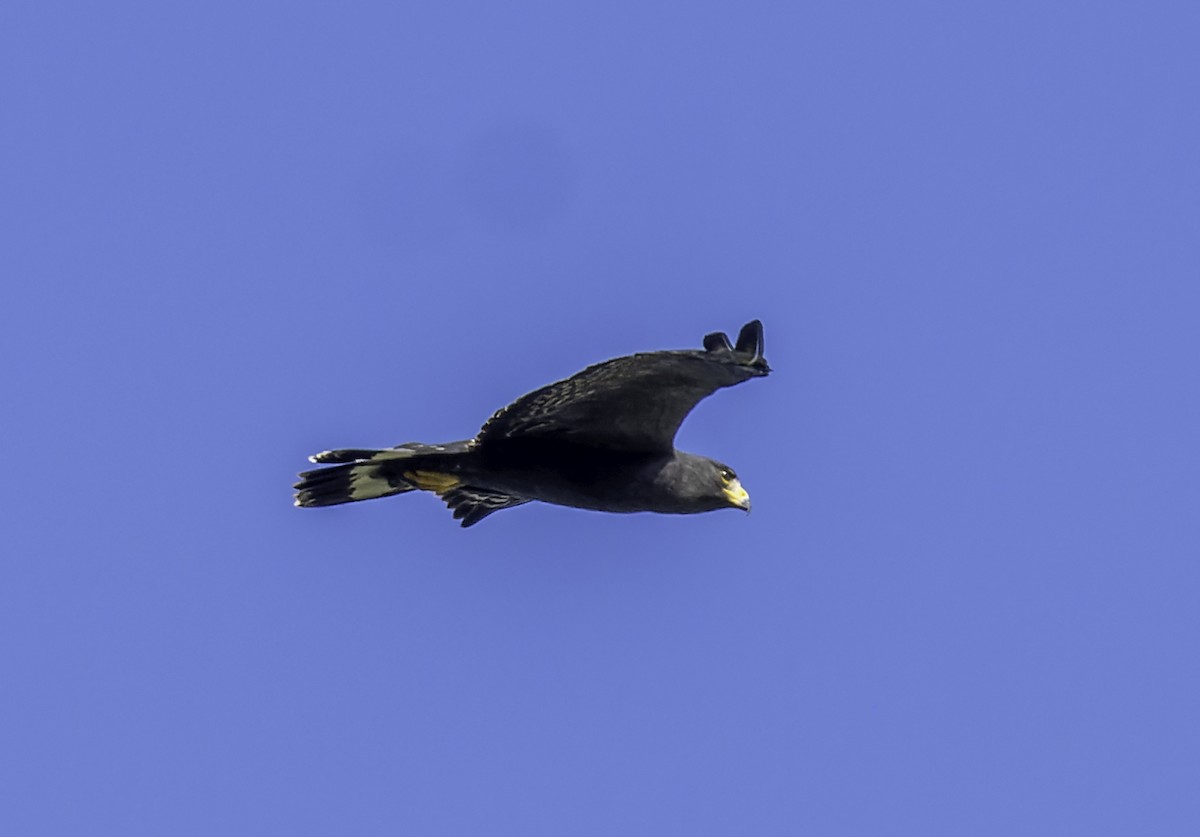 Zone-tailed Hawk - ML615256326
