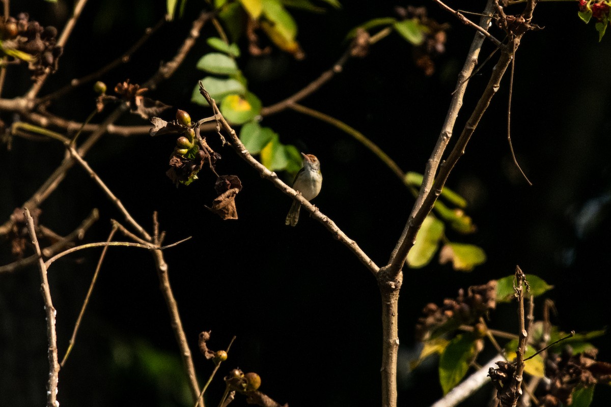 Dark-necked Tailorbird - ML615256392