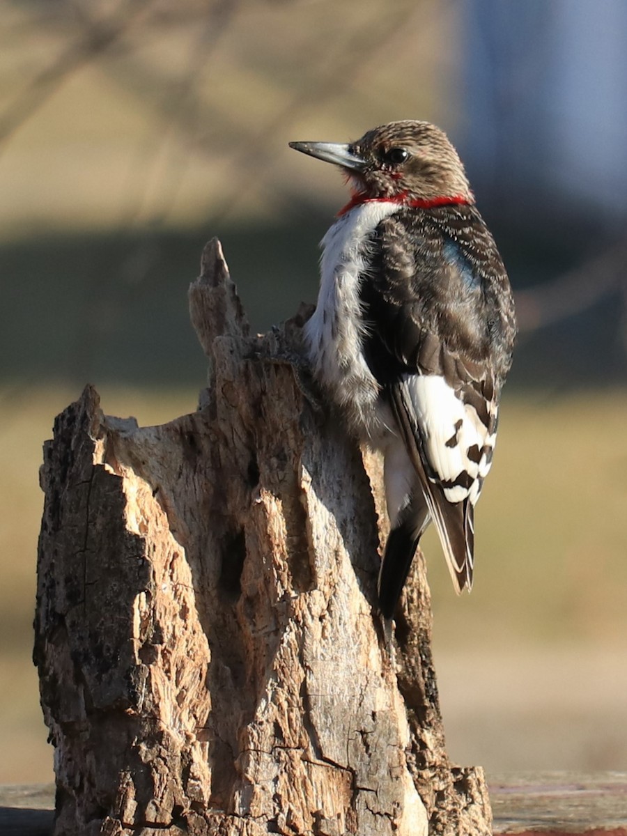 Red-headed Woodpecker - ML615256468