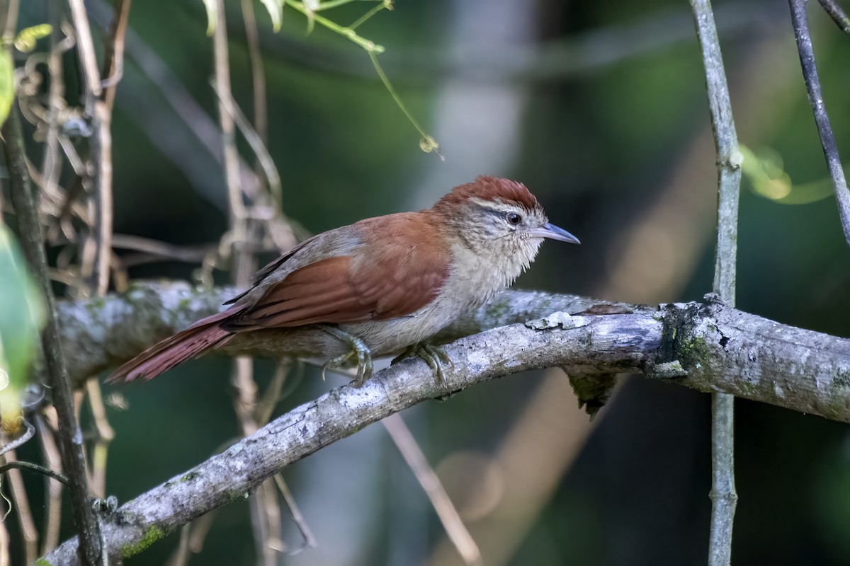 Rusty-backed Spinetail - ML615256657