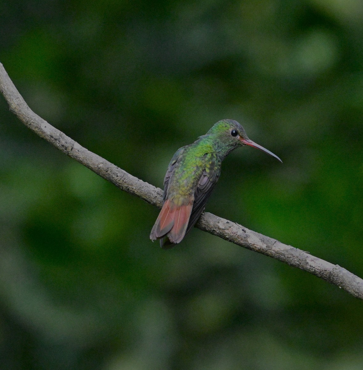 Rufous-tailed Hummingbird - ML615256719