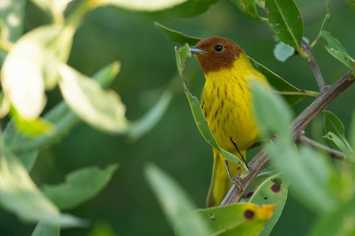 Yellow Warbler (Mangrove) - Thibaut RIVIERE