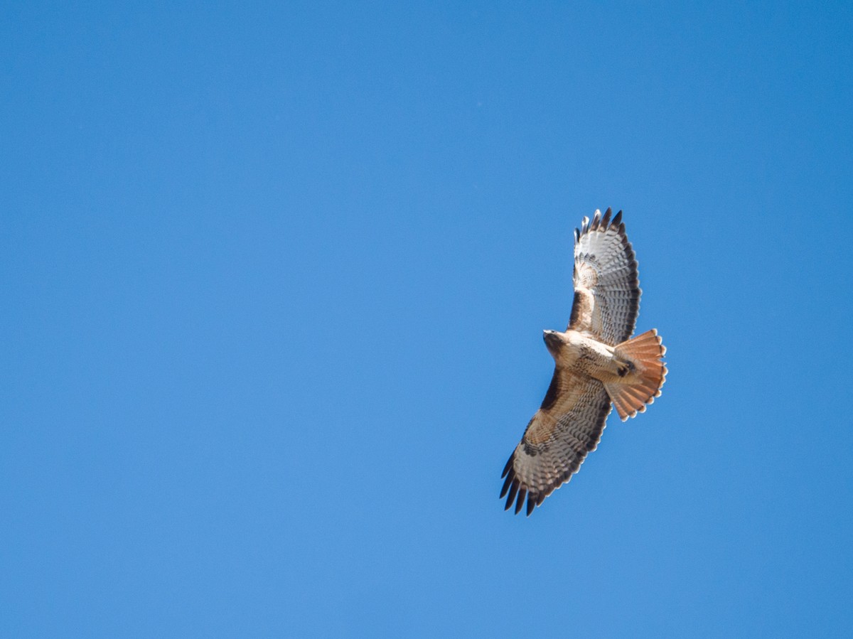 Red-tailed Hawk - Aidan Lorenz