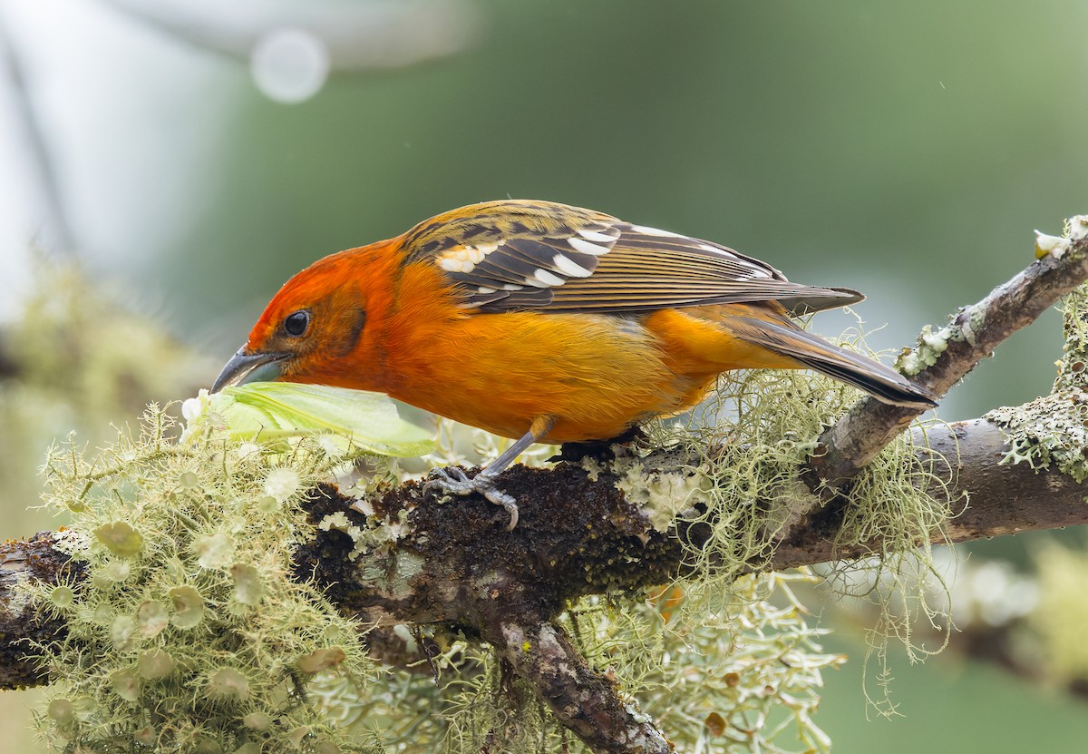 Flame-colored Tanager - ML615257069